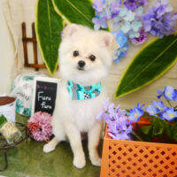 【本店】2021年6月6日のワンちゃん達♪