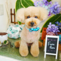 【本店】2021年6月7日のワンちゃん達♪