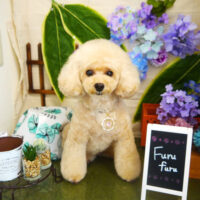 【本店】2021年6月10日のワンちゃん達♪