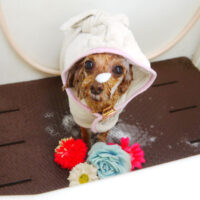 【本店】2021年6月11日のワンちゃん達♪