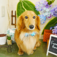 【本店】2021年6月12日のワンちゃん達♪