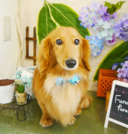 【本店】2021年6月12日のワンちゃん達♪