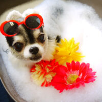 【本店】2021年6月14日のワンちゃん達♪