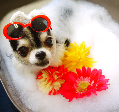 【本店】2021年6月14日のワンちゃん達♪