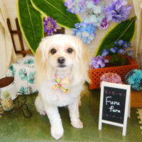 【本店】2021年6月17日のワンちゃん達♪