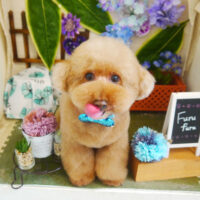 【本店】2021年6月18日のワンちゃん達♪