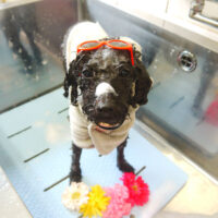 【本店】2021年6月19日のワンちゃん達♪