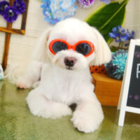 【本店】2021年6月20日のワンちゃん達♪