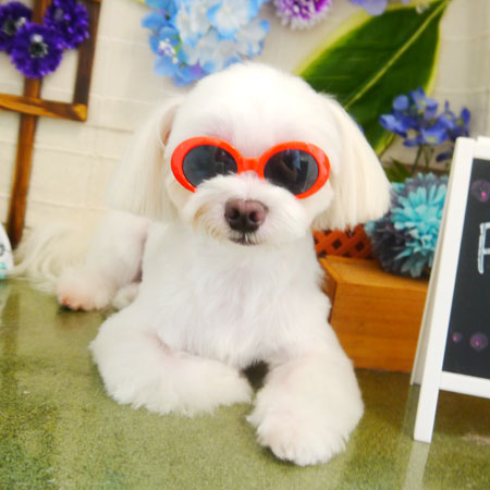 【本店】2021年6月20日のワンちゃん達♪