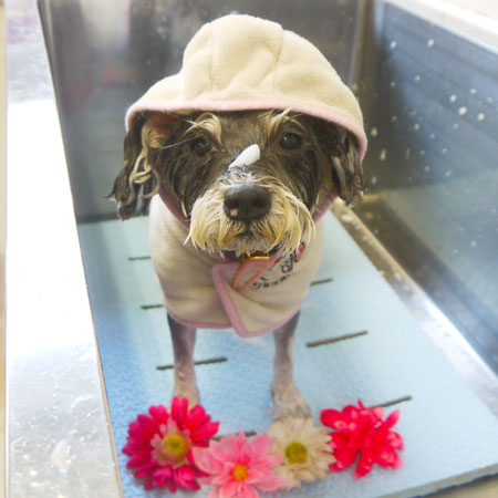 【本店】2021年6月21日のワンちゃん達♪