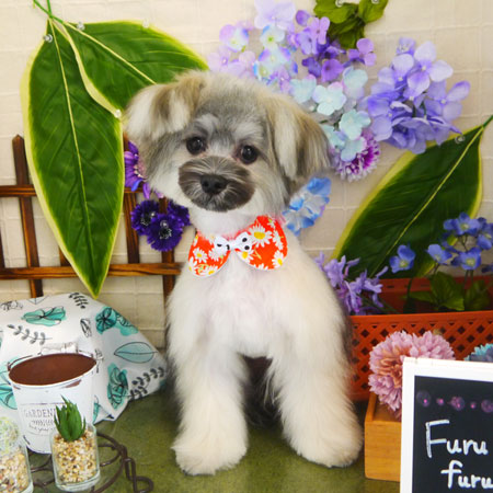 【本店】2021年6月24日のワンちゃん達♪