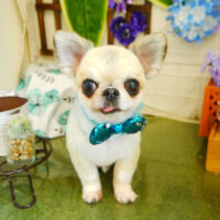 【本店】2021年6月25日のワンちゃん達♪