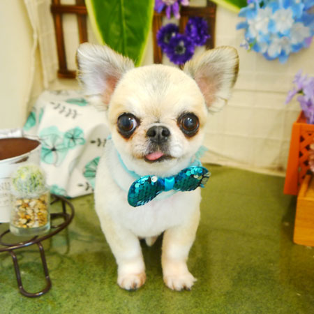 【本店】2021年6月25日のワンちゃん達♪