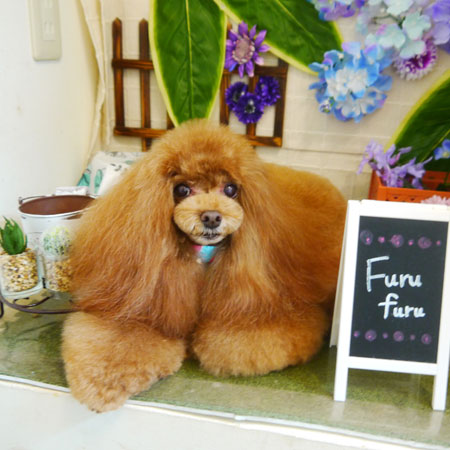 【本店】2021年6月26日のワンちゃん達♪