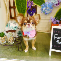 【本店】2021年6月27日のワンちゃん達♪