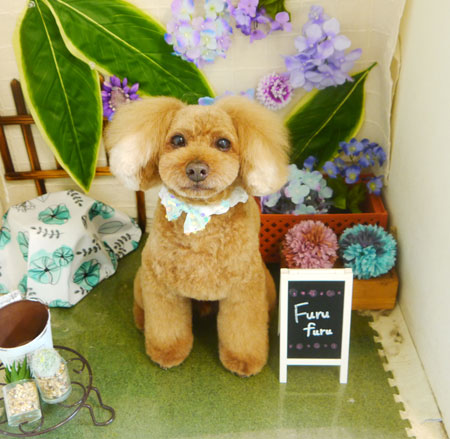 【本店】2021年6月28日のワンちゃん達♪