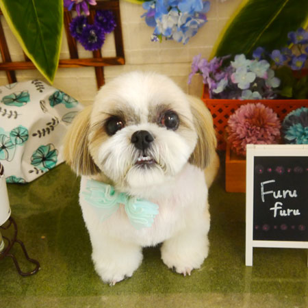 【本店】2021年6月30日のワンちゃん達♪