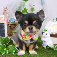 【山手店】2021年6月4日のワンちゃん達♪