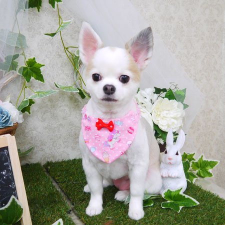 【山手店】2021年6月5日のワンちゃん達♪