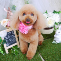 【山手店】2021年6月7日のワンちゃん達♪