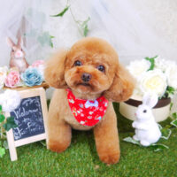 【山手店】2021年6月11日のワンちゃん達♪