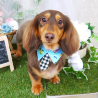 【山手店】2021年6月13日のワンちゃん達♪