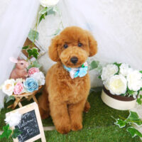 【山手店】2021年6月14日のワンちゃん達♪