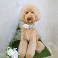 【山手店】2021年6月17日のワンちゃん達♪