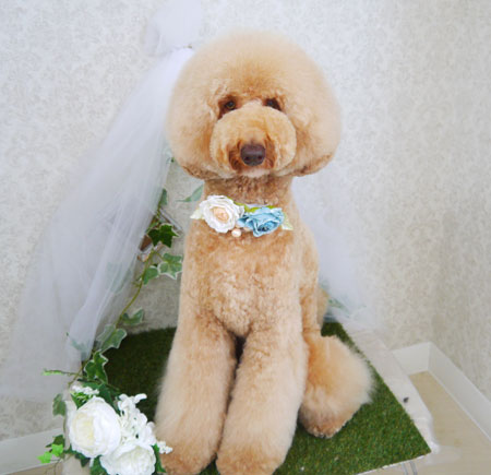 【山手店】2021年6月17日のワンちゃん達♪