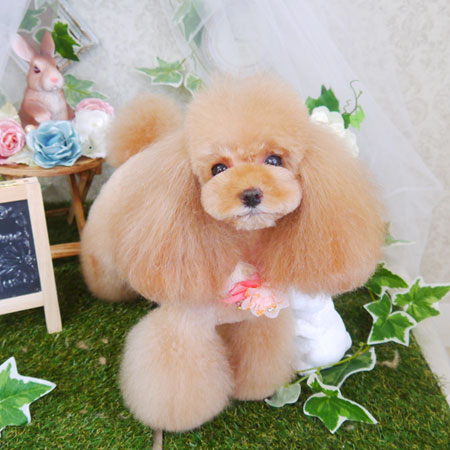 【山手店】2021年6月19日のワンちゃん達♪