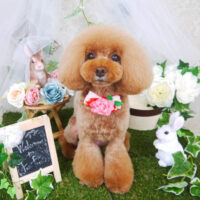 【山手店】2021年6月20日のワンちゃん達♪