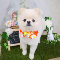 【山手店】2021年6月21日のワンちゃん達♪