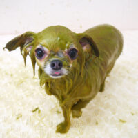 【山手店】2021年6月25日のワンちゃん達♪