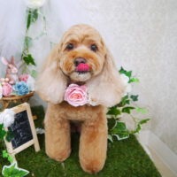 【山手店】2021年6月26日のワンちゃん達♪