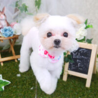 【山手店】2021年6月27日のワンちゃん達♪