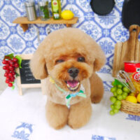 【山手店】2021年6月28日のワンちゃん達♪