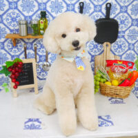 【山手店】2021年6月30日のワンちゃん達♪