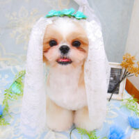 【池下店】2021年6月3日のワンちゃん達♪