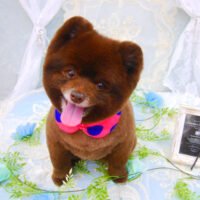 【池下店】2021年6月4日のワンちゃん達♪