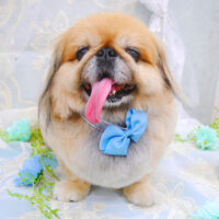 【池下店】2021年6月5日のワンちゃん達♪