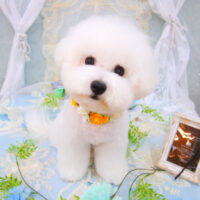 【池下店】2021年6月6日のワンちゃん達♪