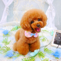 【池下店】2021年6月7日のワンちゃん達♪