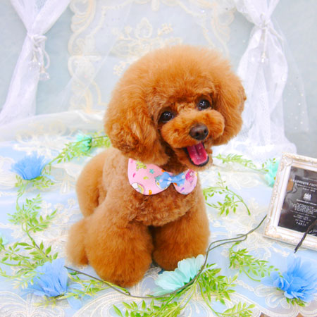 【池下店】2021年6月7日のワンちゃん達♪