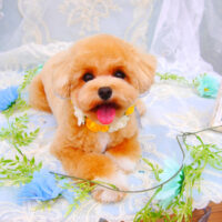 【池下店】2021年6月10日のワンちゃん達♪