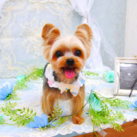 【池下店】2021年6月11日のワンちゃん達♪