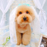 【池下店】2021年6月12日のワンちゃん達♪