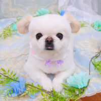 【池下店】2021年6月13日のワンちゃん達♪