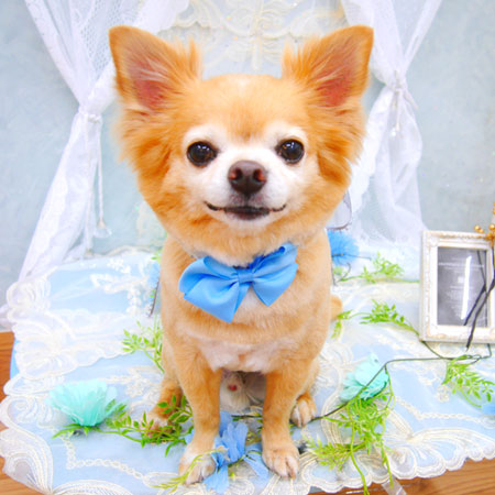 【池下店】2021年6月17日のワンちゃん達♪