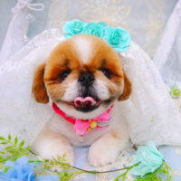 【池下店】2021年6月18日のワンちゃん達♪