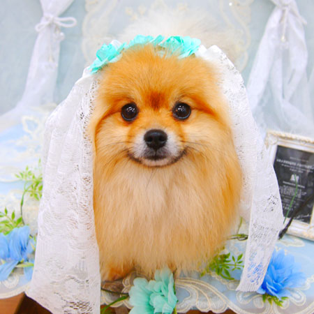 【池下店】2021年6月19日のワンちゃん達♪